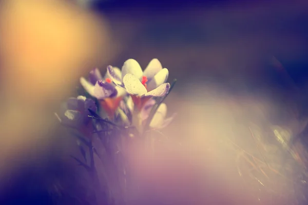 Foto de hermosa flor de azafrán —  Fotos de Stock