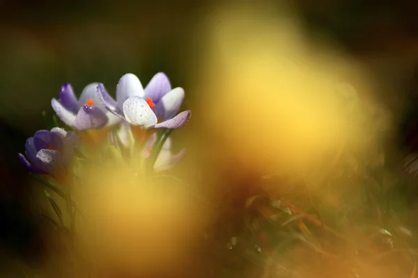 Foto de bela flor de croco — Fotografia de Stock