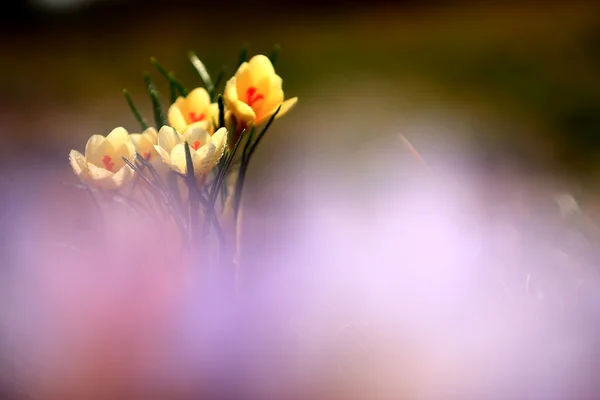 Foto de hermosa flor de azafrán — Foto de Stock