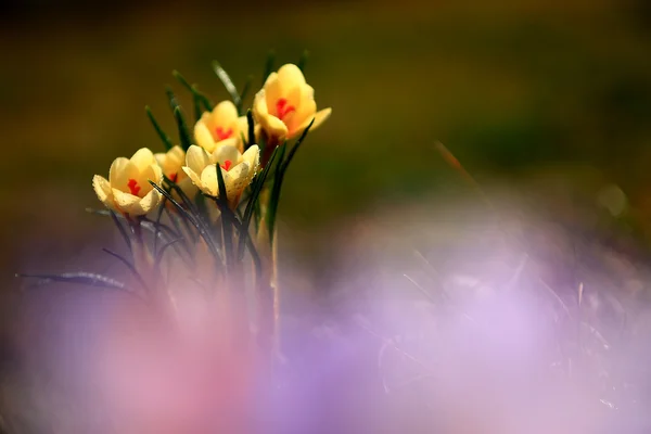 Foto der schönen Krokusblume — Stockfoto