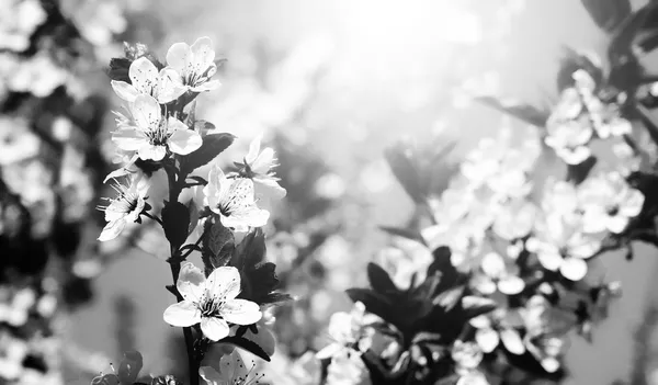 Винтажное фото вишневых цветов с голубым небом — стоковое фото
