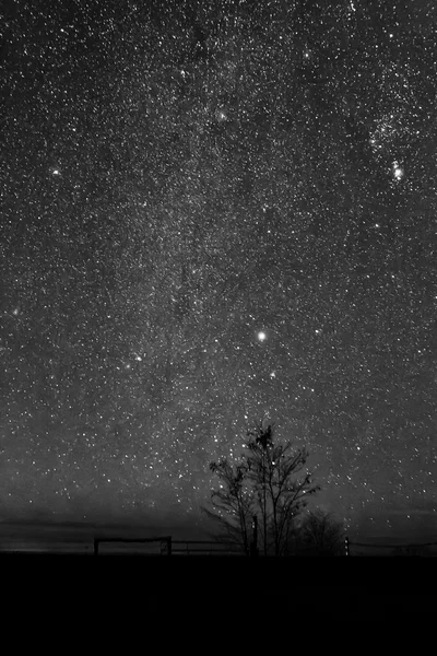 Paisaje nocturno con árbol solitario bajo el cielo despejado . — Foto de Stock