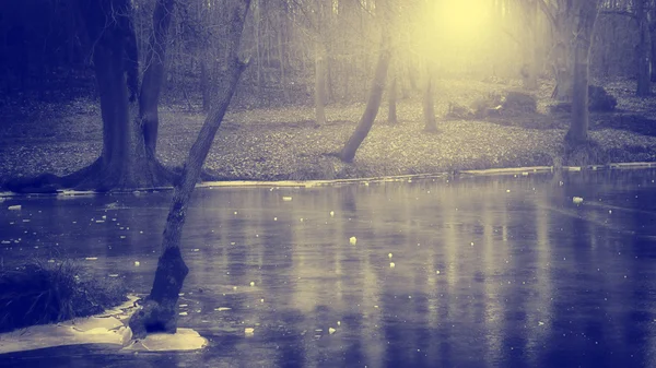 Monochrome photograph of branch in winter — Stock Photo, Image