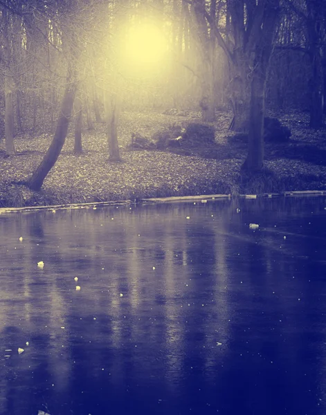 Μονόχρωμη φωτογραφία του κλάδου το χειμώνα — Φωτογραφία Αρχείου