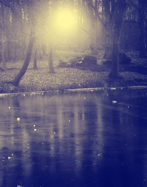 Monochrome photograph of branch in winter — Stock Photo, Image