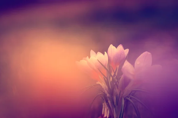 Photo of beautiful crocus flower — Stock Photo, Image