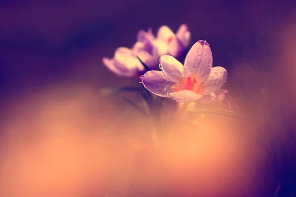 Foto de hermosa flor de azafrán — Foto de Stock