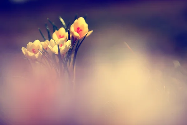 Foto van mooie crocus bloem — Stockfoto