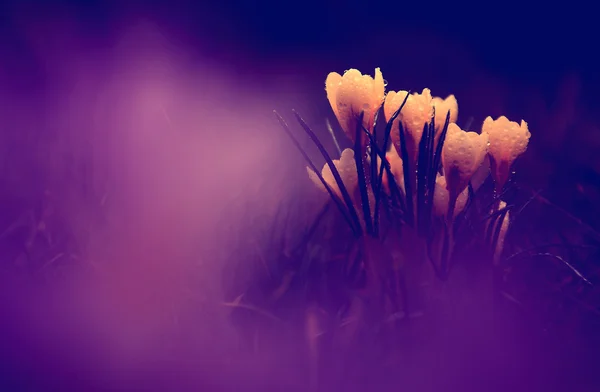 Foto de bela flor de croco — Fotografia de Stock