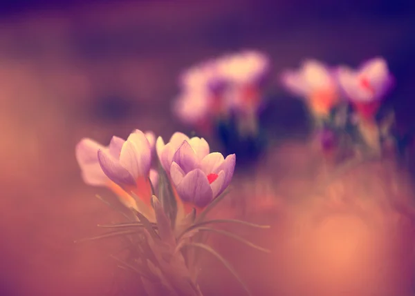 Szép virág, crocus fénykép — Stock Fotó