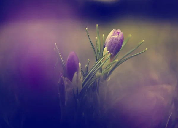 Фото красивої кролячої квітки — стокове фото