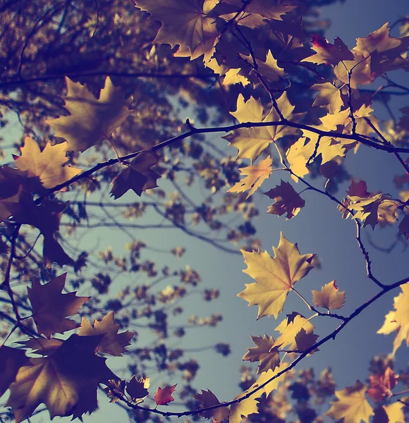 Photo vintage de feuilles d'automne jaunes et ciel bleu — Photo