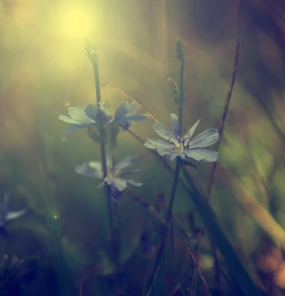 設定の太陽の光の美しい野生の花 — ストック写真