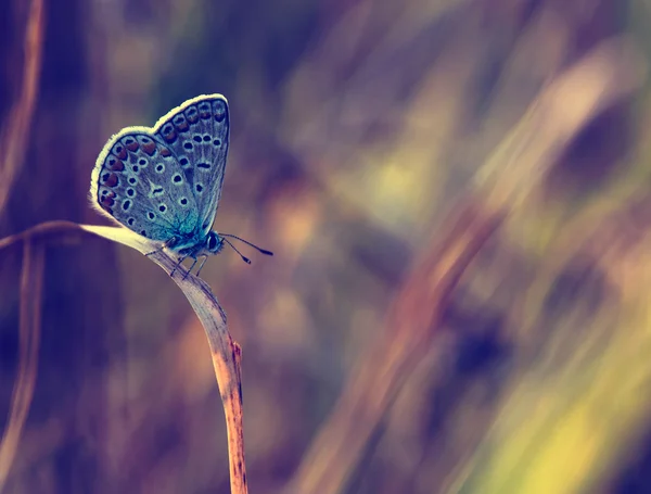 Mariposa macro foto — Foto de Stock