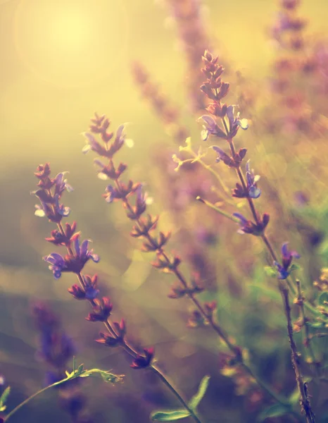 günbatımı güzel mor çiçegi