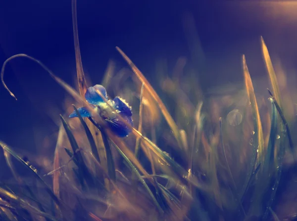 日没で小さな青いヴィオラ野生の花 — ストック写真