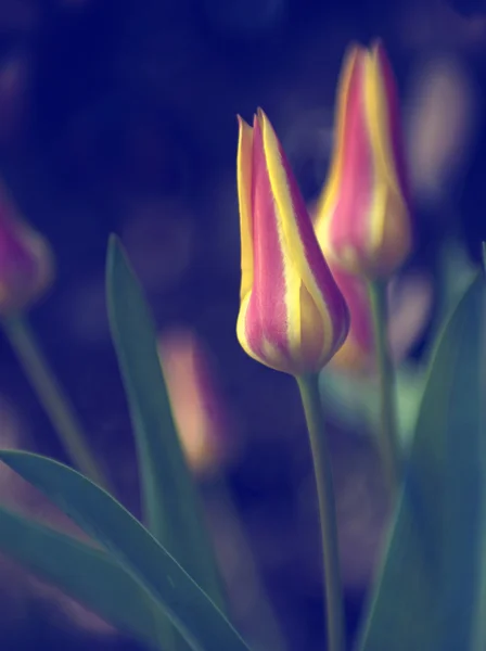 花园里的郁金香 — 图库照片