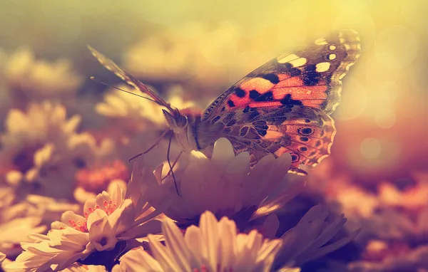 Butterfly in sunset — Stock Photo, Image