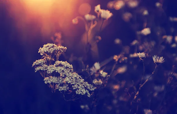 Viele weiße Wildblumen im Sonnenuntergang — Stockfoto