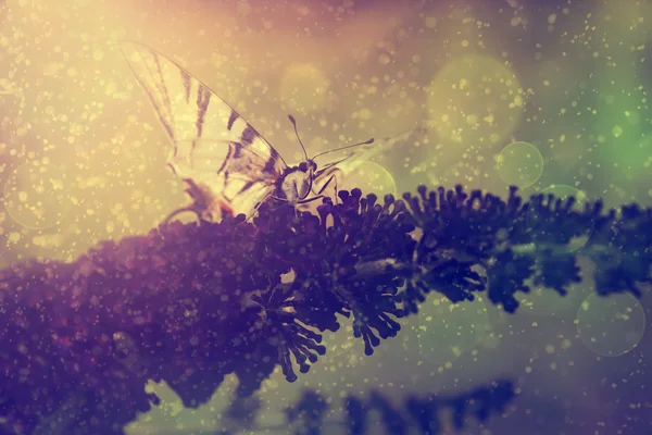 Макро фото бабочки — стоковое фото