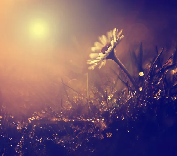 Amazing white wild flower in sunset after rain