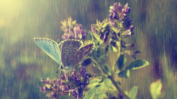 Blue butterfly and purple wild flowers in heavy rain. — Stock Photo, Image