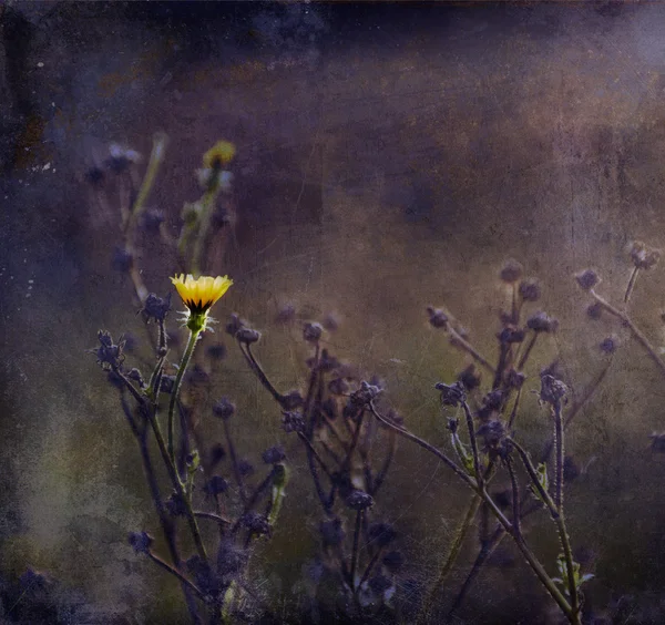 Foto vintage de flor selvagem amarela no por do sol — Fotografia de Stock