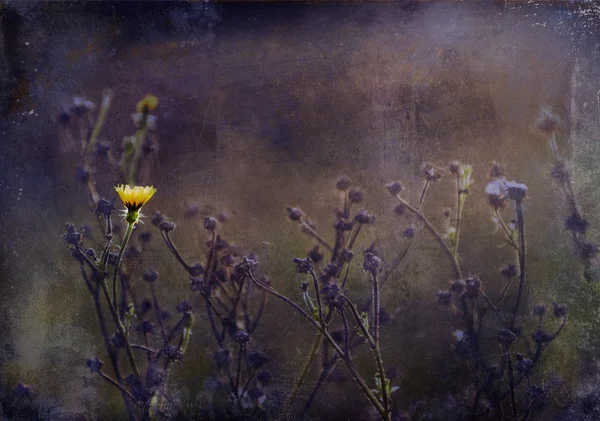 Ročník fotografické žluté divoká květina v západu slunce — Stock fotografie