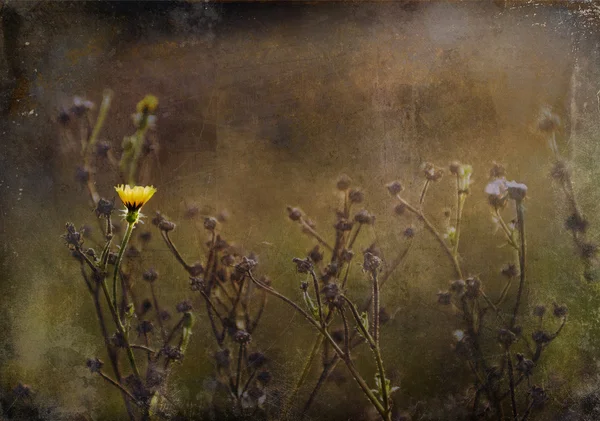 Vintage foto av gul vilda blomma i solnedgången — Stockfoto