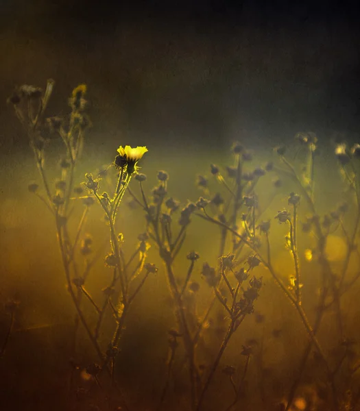 日落黄野生花卉的老式照片 — 图库照片