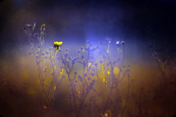 Vintage foto van gele wild bloem in zonsondergang — Stockfoto