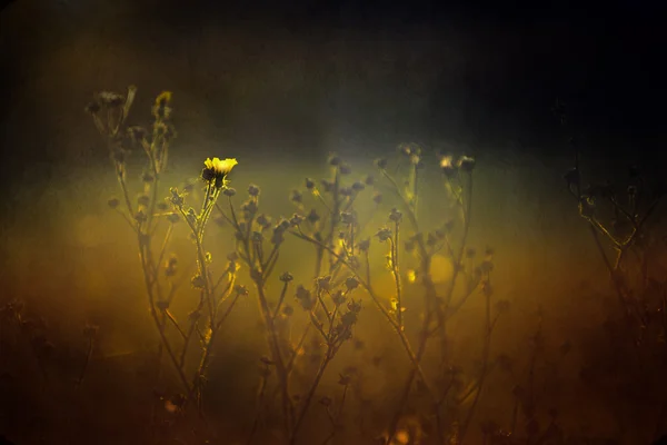 Vintage-Foto von gelben Wildblume im Sonnenuntergang — Stockfoto