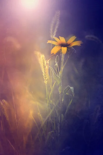 Foto vintage de flor silvestre amarilla al atardecer — Foto de Stock