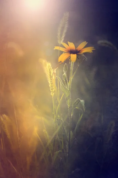 Vintage Fotoğraf günbatımı içinde sarı kır çiçeği — Stok fotoğraf