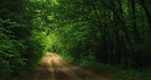 Grüner Wald und Straße — Stockfoto