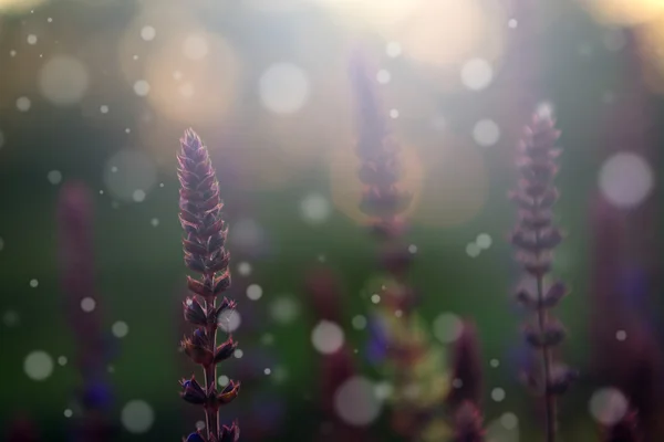 Vintage vild blomma i solnedgången — Stockfoto