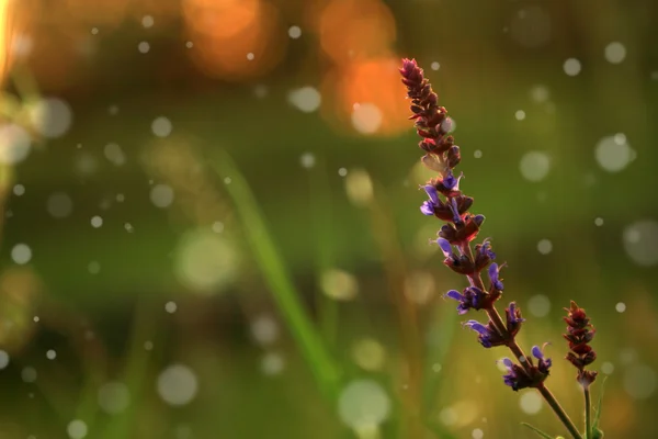 日没のヴィンテージ野生の花 — ストック写真