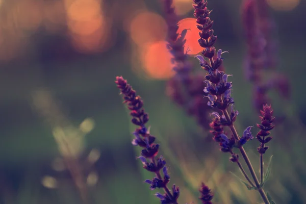 Weinlese wilde Blume im Sonnenuntergang — Stockfoto