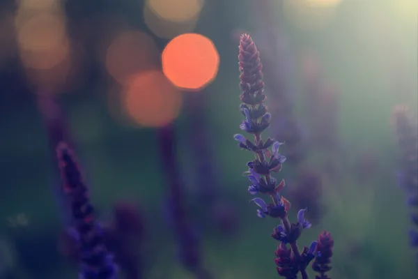 Flor selvagem vintage ao pôr do sol — Fotografia de Stock