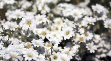 Günbatımında eski kır çiçekleri