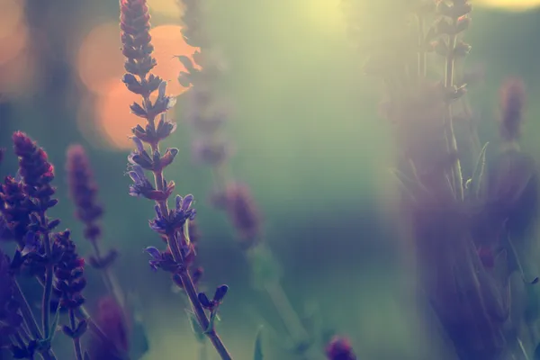 Vintage vild blomma i solnedgången — Stockfoto