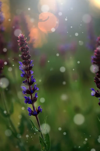 Günbatımında eski kır çiçekleri — Stok fotoğraf