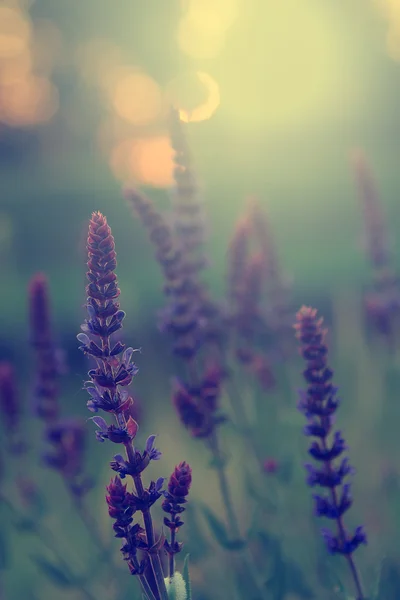 Vintage wilde bloem bij zonsondergang — Stockfoto