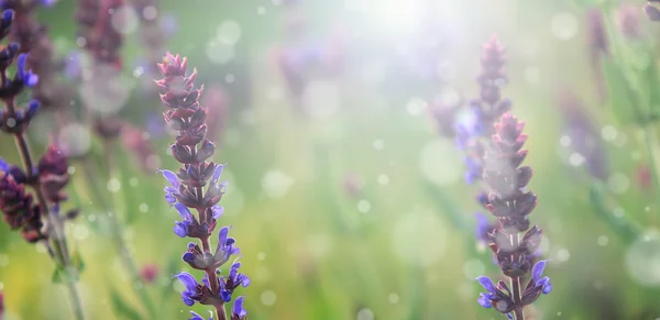 Günbatımında eski kır çiçekleri — Stok fotoğraf