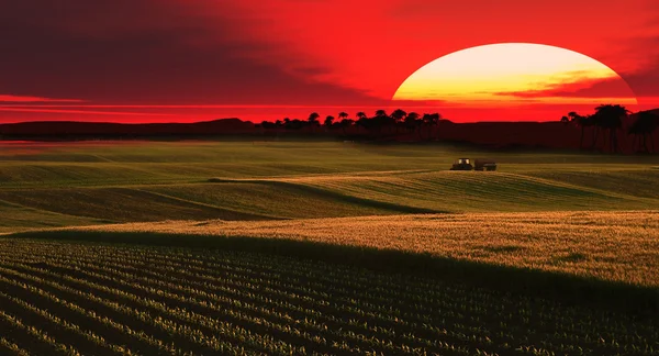 Zachód słońca na polach — Zdjęcie stockowe
