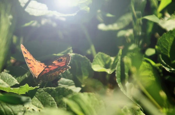 Ročník fotografické Butterfly — Stock fotografie