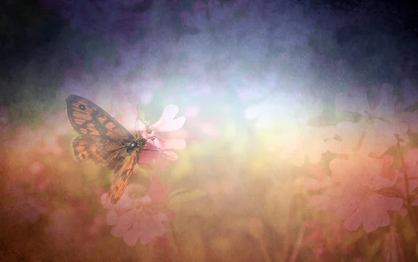 Wzór motyla na kwiat — Zdjęcie stockowe