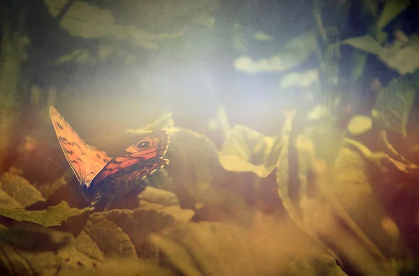 Винтажная бабочка на цветке — стоковое фото