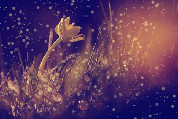 Vintage Fotoğraf günbatımı içinde sarı kır çiçeği — Stok fotoğraf
