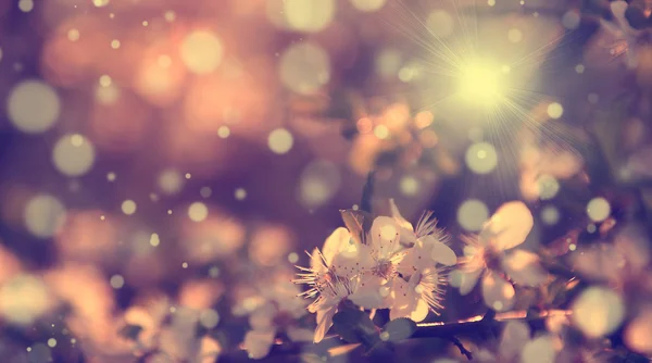 Flor de cerezo con rayo de sol y bokeh — Foto de Stock